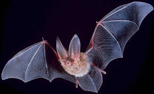 What Is it Like to Be a Bat?